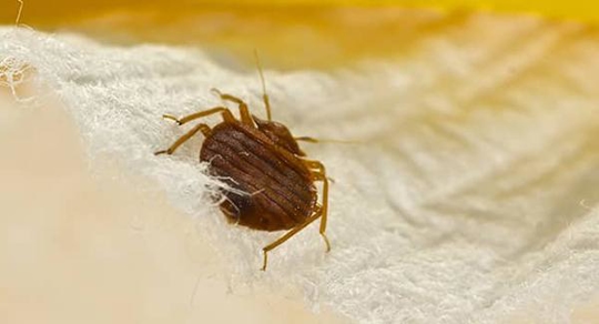 bed bug on fabric