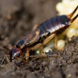 earwig near south Portland home