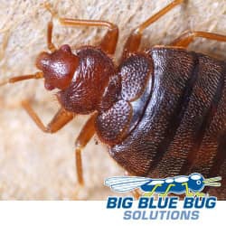 bed bug in Worcester