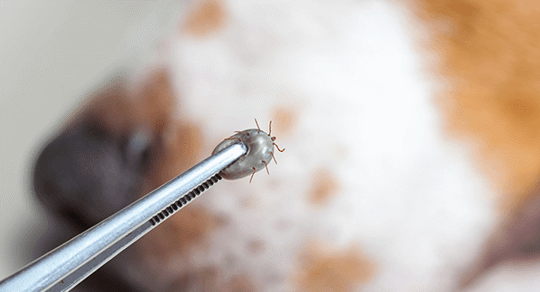 a tick being held by a pair of tweezers