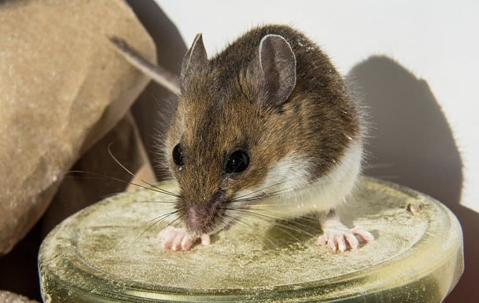 mouse on jar