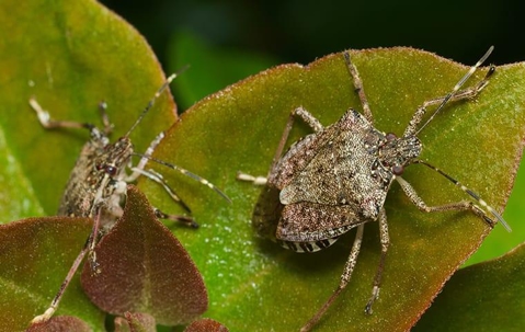 stink bugs on plant