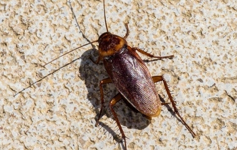 cockroach on wall