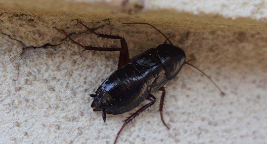 Cockroach