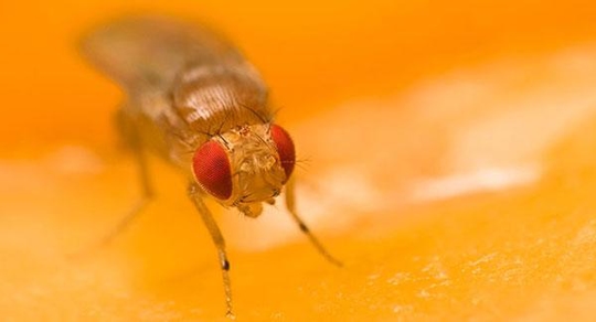 fruit fly on fruit