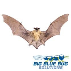 bat