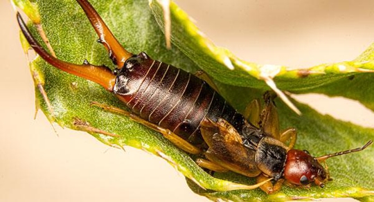 Earwig up close