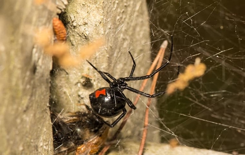 black widow spider in web