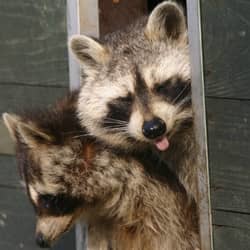 Raccoon