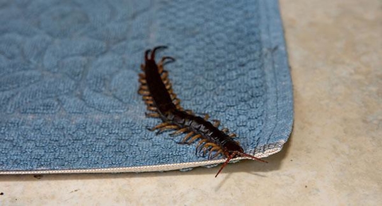 centipede on the doormat