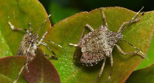 brown stink bugs on garden plants
