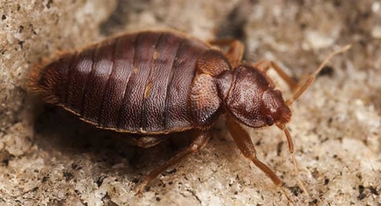 bed bug up close