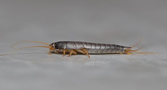 Silverfish