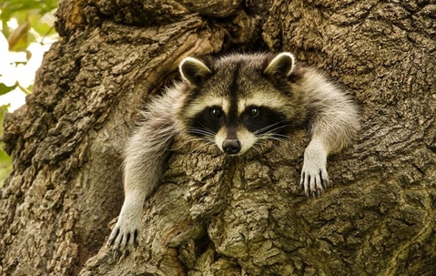 raccoon in tree