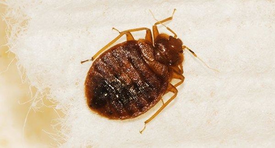 bed bug infestation on a mattress