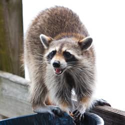 Raccoon