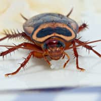 American cockroach eating on a plate