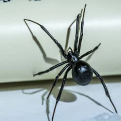 black widow spider