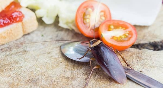 Cockroach