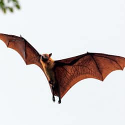 bat flying