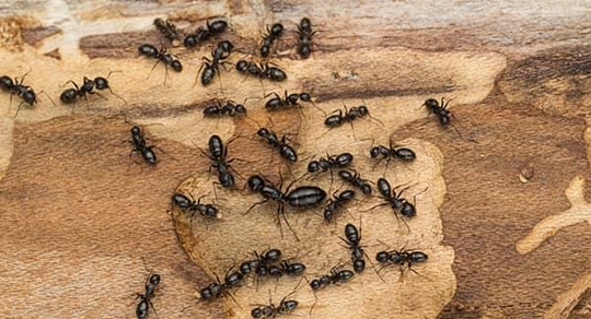 A very large colony of carpenter ants