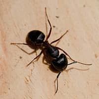 a carpenter ant close up