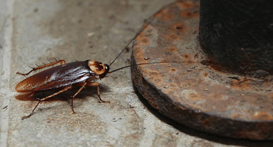 cockroach crawling on floor