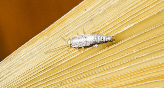 Silverfish