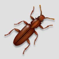 Saw toothed grain beetle illustration