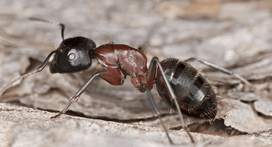 Ant