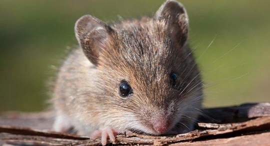 A house mouse outdoors