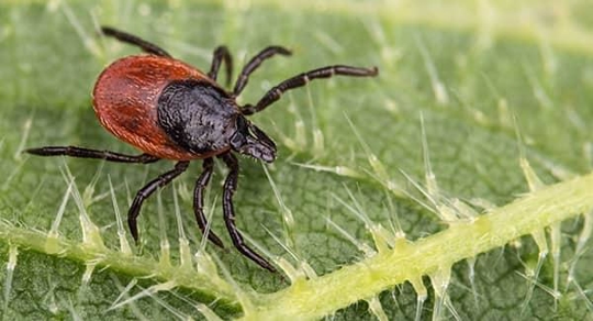a black legged tick