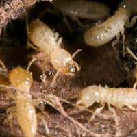 Termites