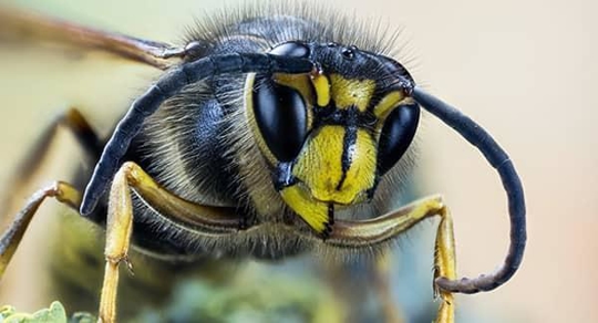 an angry hornet protecting its nest on a new England property during a late summer day