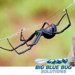 rhode island black widow spider