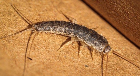 Silverfish