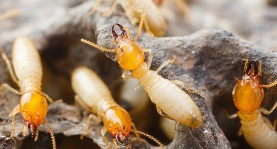 Termites
