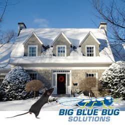 Big Blue Bug Solutions