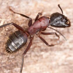 carpenter ants