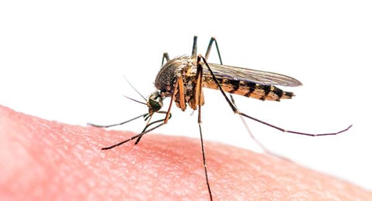 mosquito up close on skin