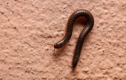 millipede on wall