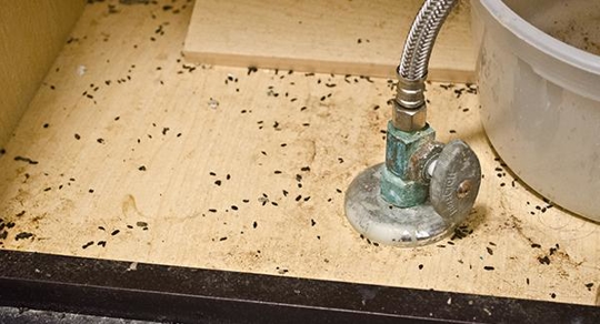 mice droppings under sink