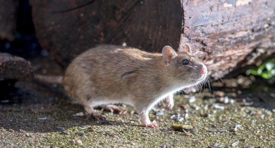 a norway rat