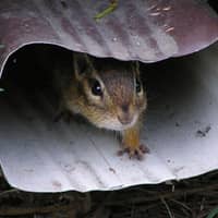 chipmunk found trying to enter a home