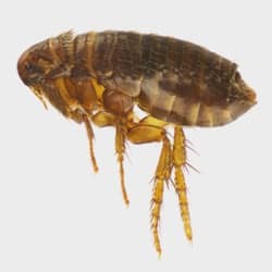 flea on light gray background