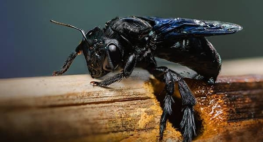 carpenter bee