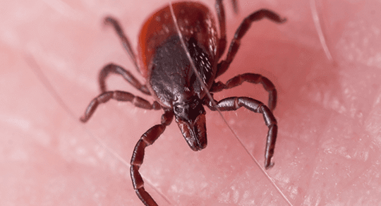 tick up close on skin