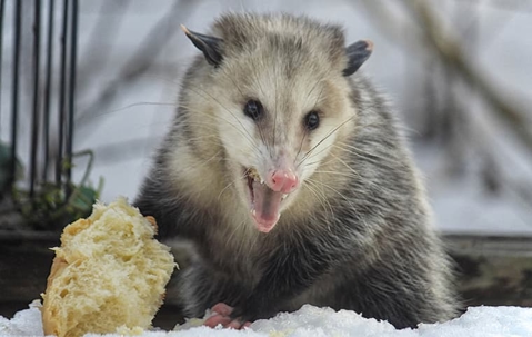 opossum looking for food