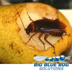 cockroach on a fruit