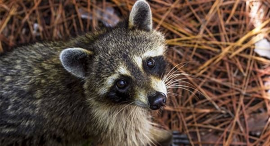 raccoon